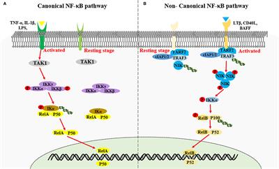 Frontiers | Interplay Between Non-Canonical NF-κB Signaling And ...